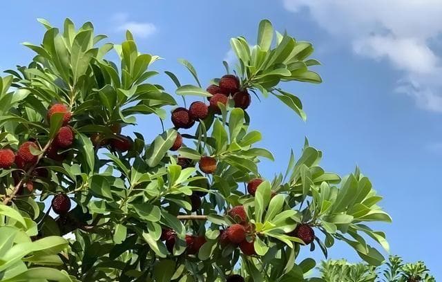 东魁杨梅几年才能挂果，东魁杨梅怎么种植？