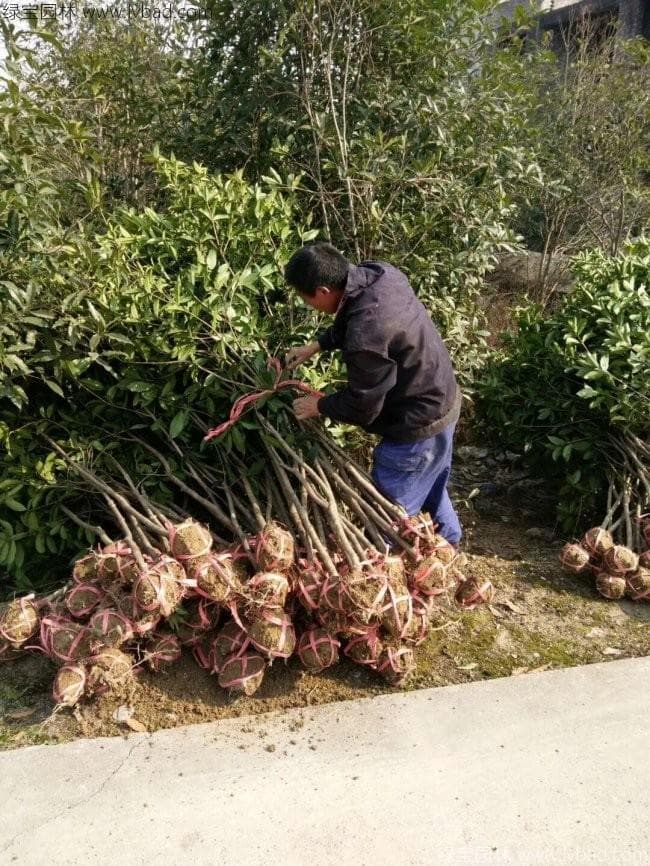 桂花树是常绿树还是落叶树？