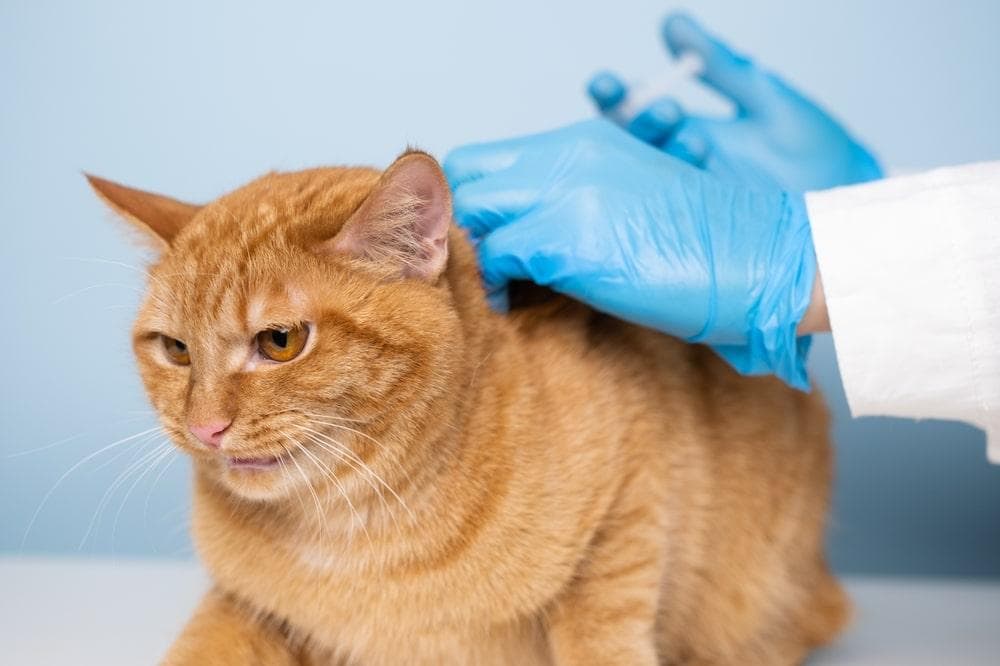 猫咪皮肤痒，又是寄生虫在作祟？猫身上的虫有哪些？2大分类一次看懂