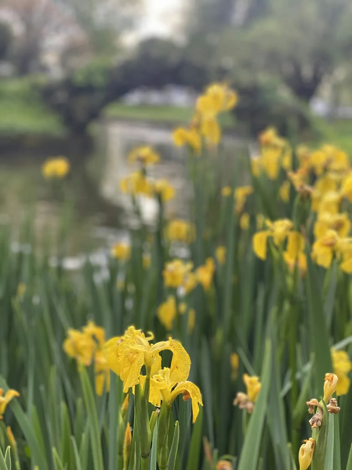 《诗经》里的“芸”：古人的浪漫密码