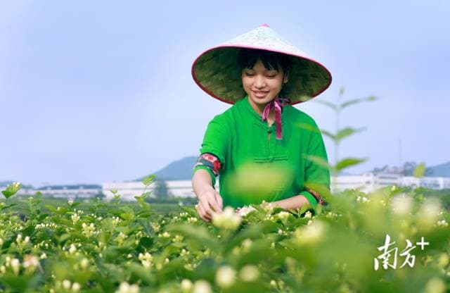 人间第一香，最是茉莉味
