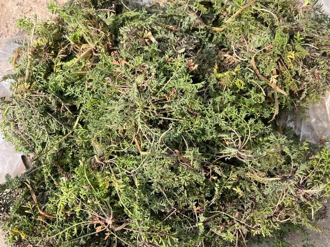 这菜浑身是宝，却因名字被“嫌弃”，比荠菜营养，比韭菜还鲜！