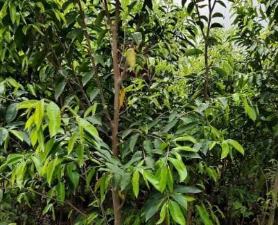 沉香树的珍贵与保护（国家保护植物的沉香树）