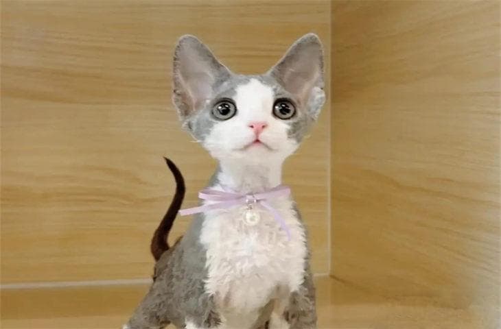 德文卷毛猫为什么不让抱 如何让猫咪和人亲近