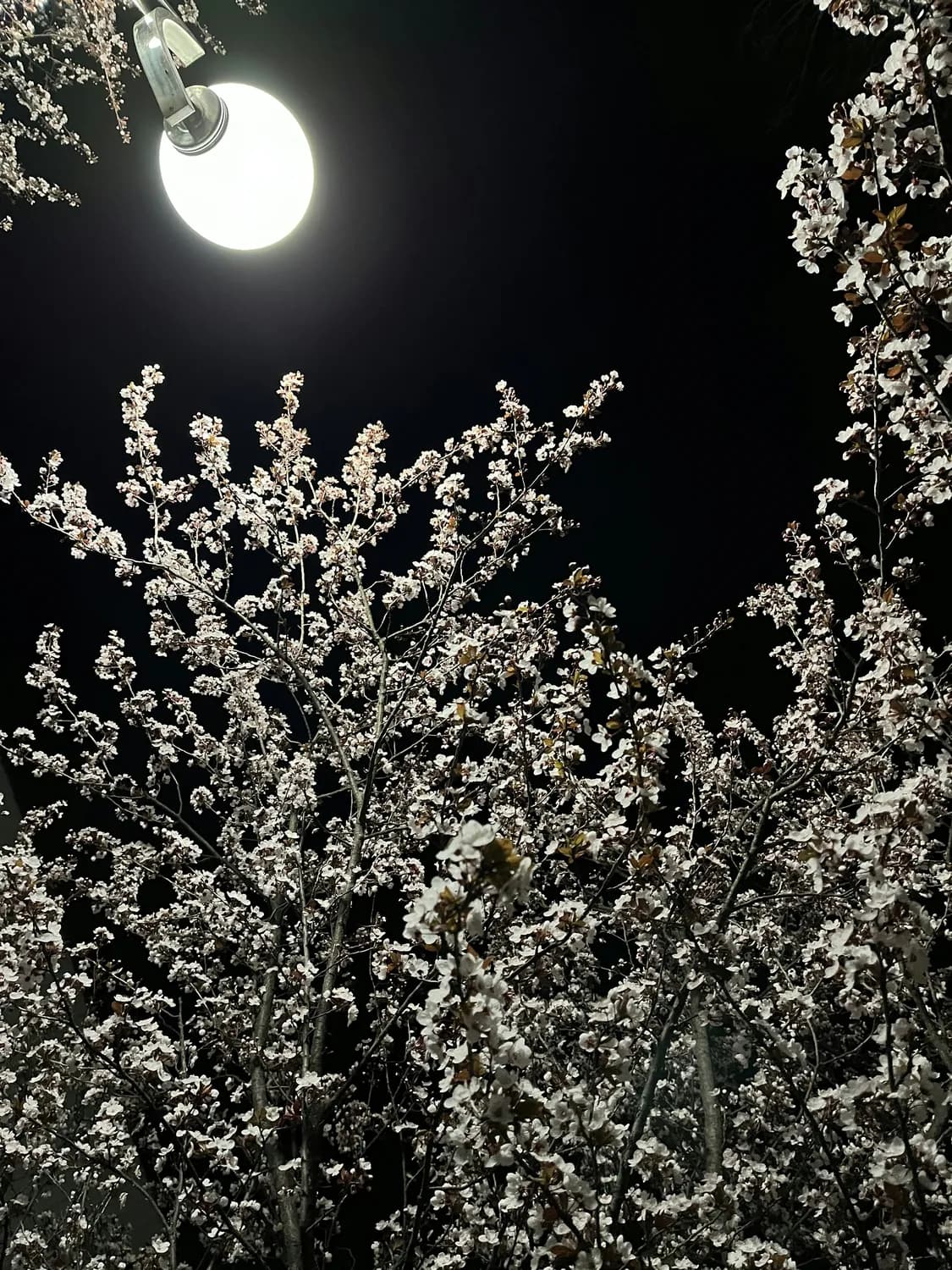 《春江花月夜》：融景、情、理于一体的唐代诗冠