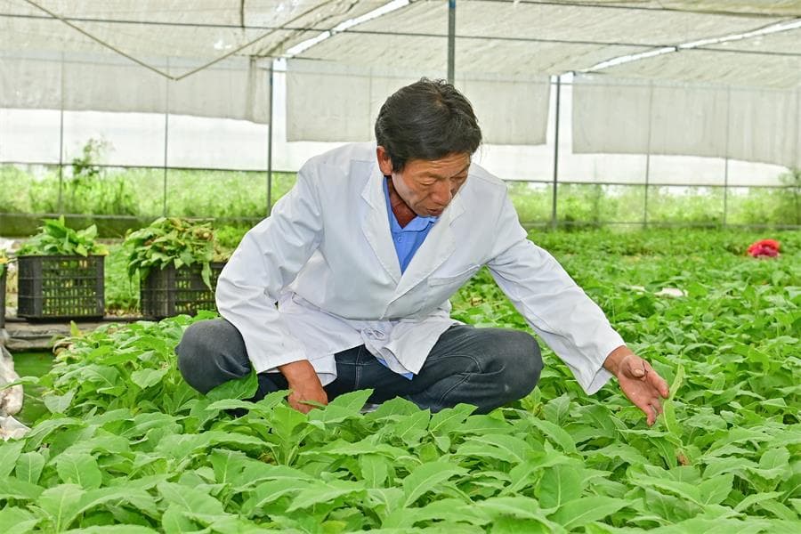 烟草农业现代化∣小小蚜茧蜂入烟田 绿色防控成效显著