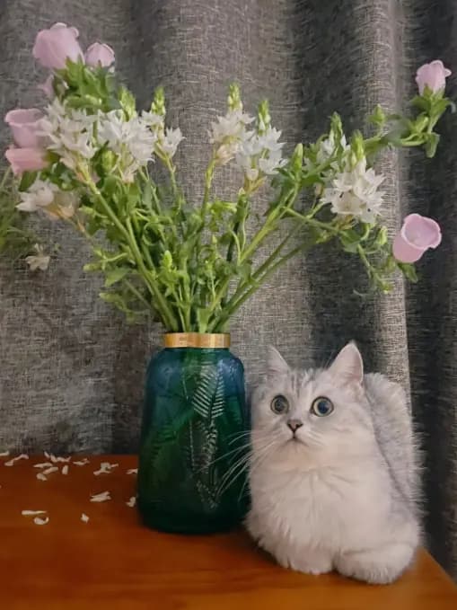 风铃花对猫有毒吗