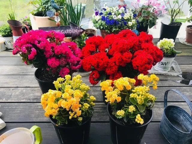 八种花期超长的植物，个个花期半年以上，观赏价值高，室内也能养