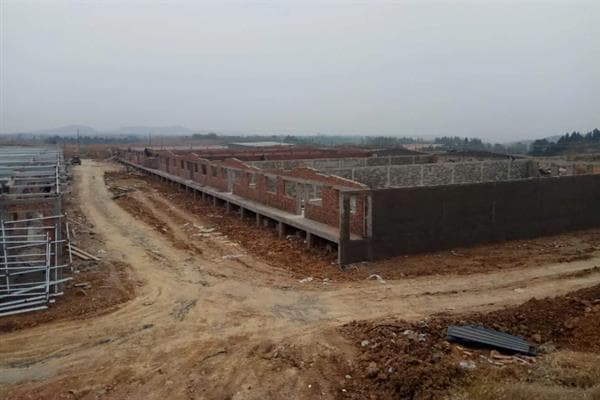 养猪场建设指南：选址、布局与除臭方法详解