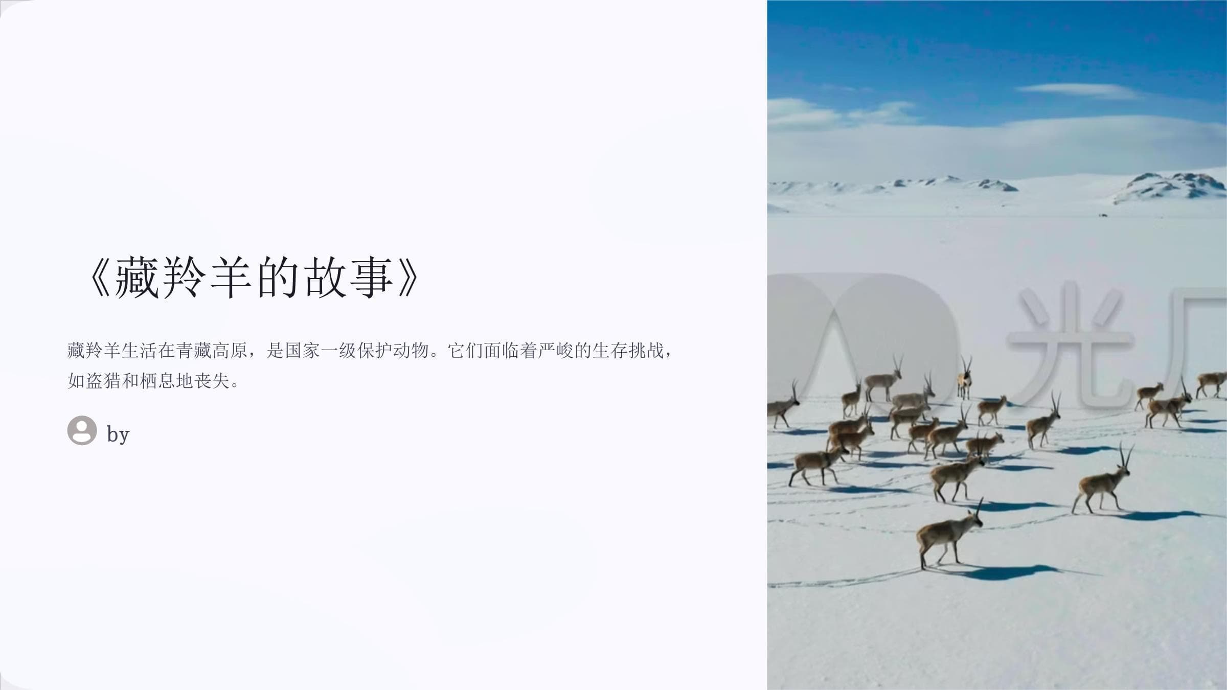 藏羚羊的故事：高原精灵的生存现状与保护之路