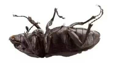 死虫式—你唯一需要做的核心功能训练