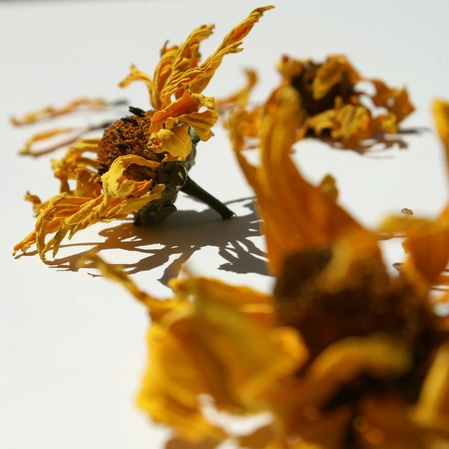 天山雪莲草茶：心血管的守护者