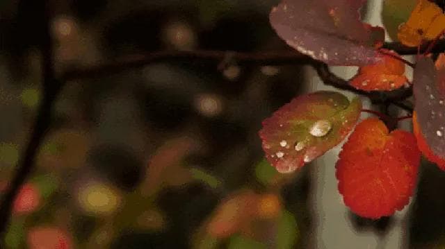 植物有大脑吗？有记忆吗？ 中科院专家解答植物的浪漫“意识”