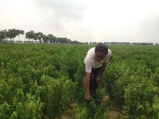 河南孟楼镇：党建引领订单农业，15个村特色产业增收50万