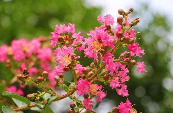 紫薇花的养护方法：从光照到虫害防治的全方位指南