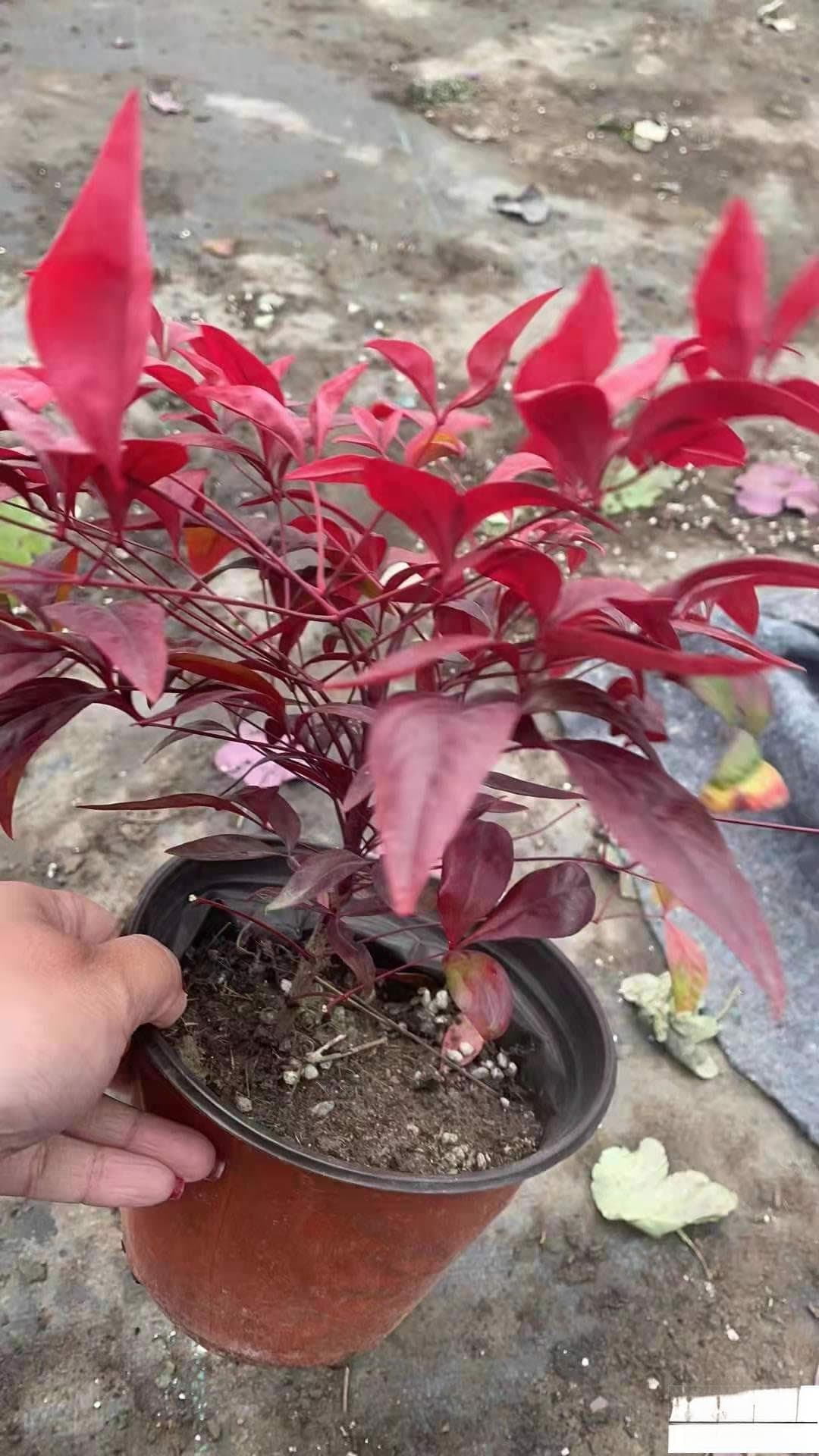 火焰南天竹养护措施