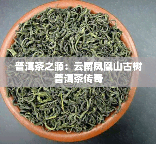 普洱茶之源：云南凤凰山古树普洱茶传奇