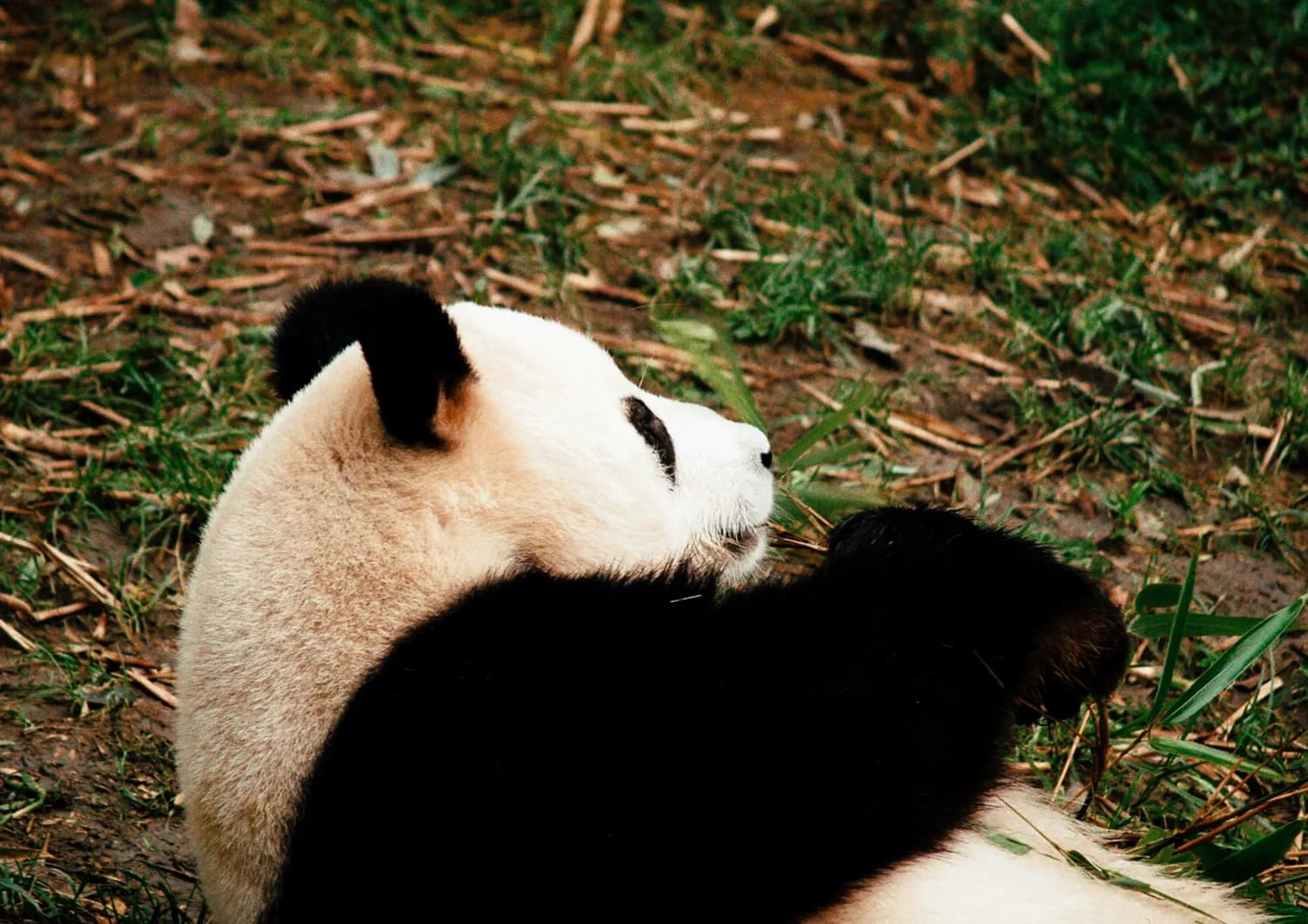 成都熊猫基地教你拍萌照：最佳时段、地点与技巧全攻略