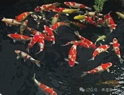 家庭观赏鱼养殖知多少：1厘米体长的鱼需要有1升水体与之相匹配