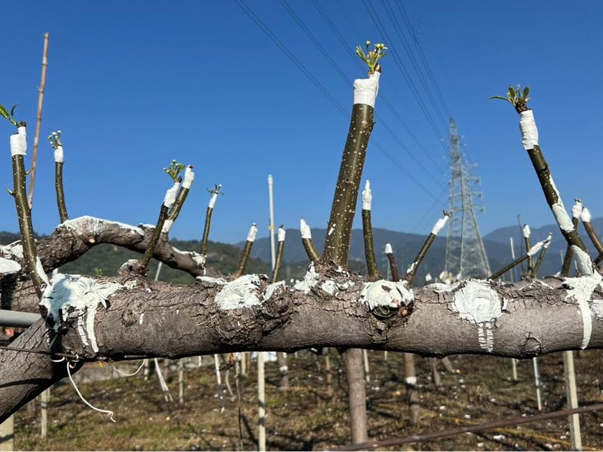 纳米碳酸钙可促进果树修枝后的伤口愈合