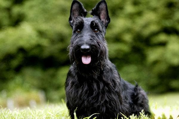 苏格兰梗犬：勇敢自信的“苏格兰小子”