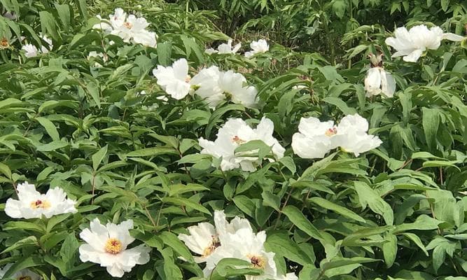 新花语与生肖有何关联？如何选择？