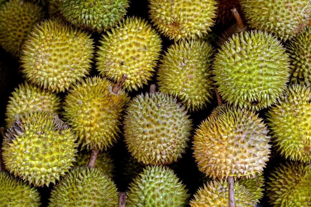 遇到“报恩”榴莲这样吃，会把自己吃进医院！