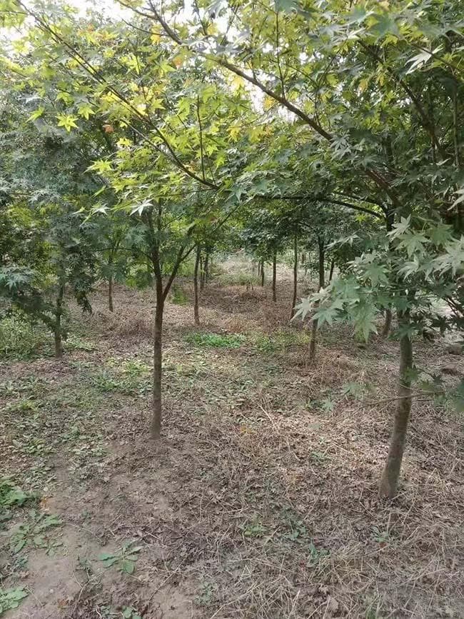 一文详解：鸡爪槭和红枫的主要区别