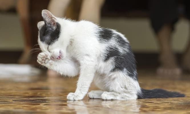 猫咪自我清洁能力详解：何时需要帮助的全面指南