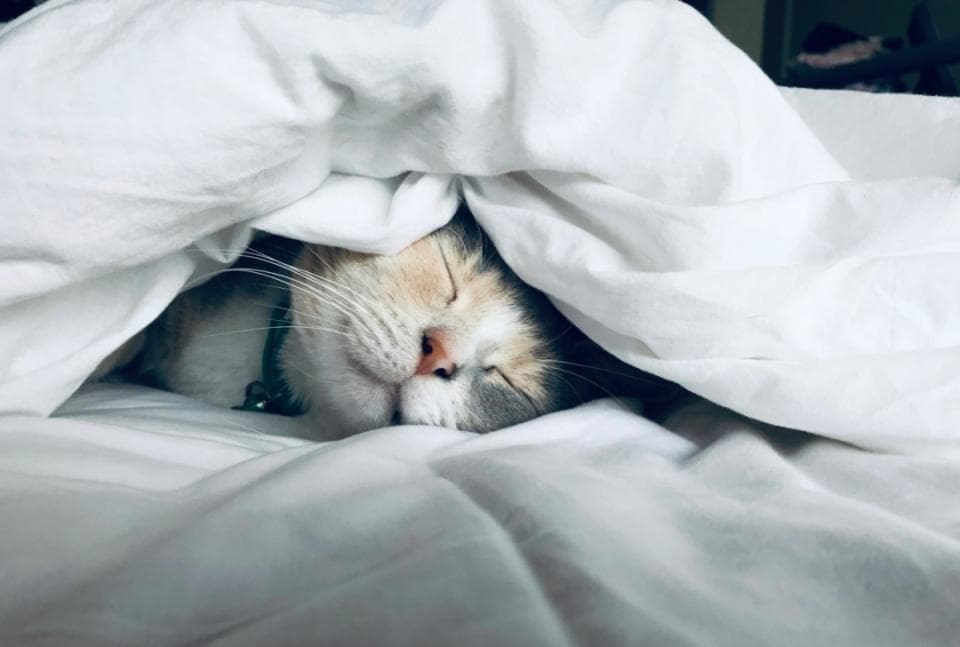 睡眠的重要性+1！大脑通过深度睡眠促进心脏病发作后的恢复