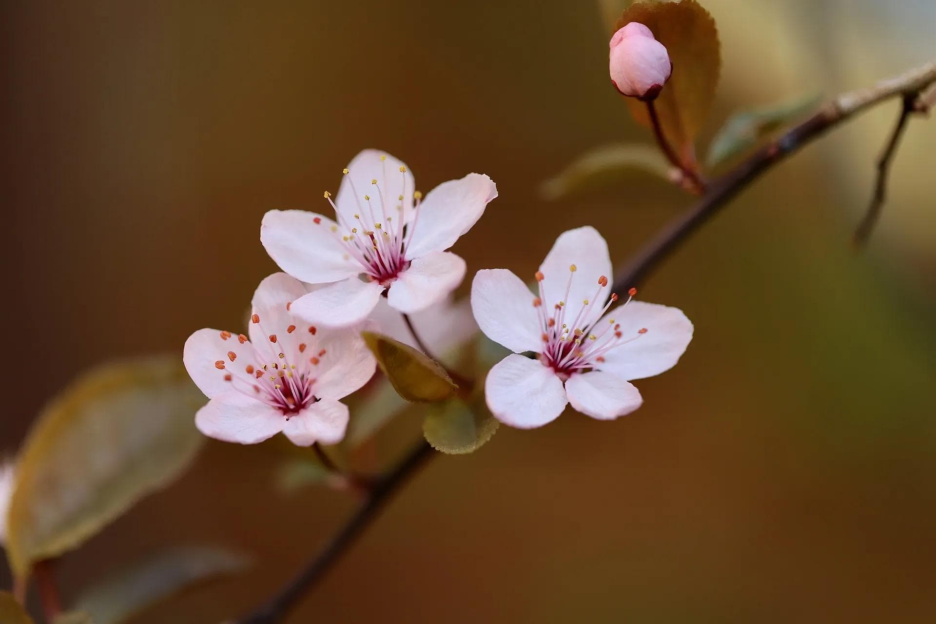 中国国花是什么花