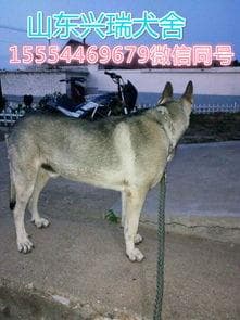 狗的外观特征概述