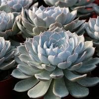 生命的特征：从新陈代谢到遗传变异