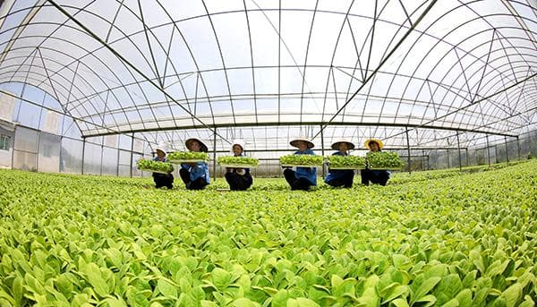 黔南：探寻烟草农业现代化的“新质”密码