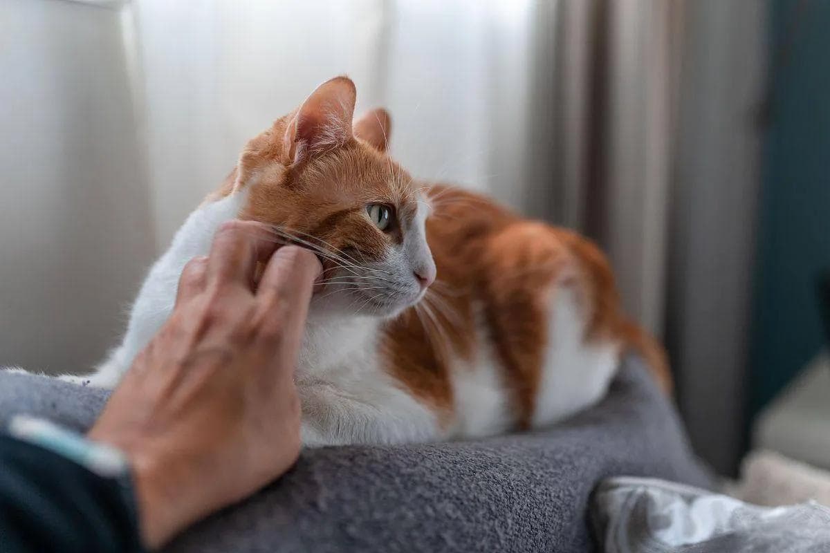 猫咪的告白：这些爱的信号，你收到了吗？