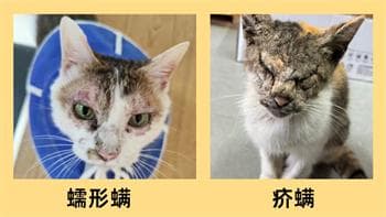 猫咪下巴底下秃了一块，皮肤红红的怎么回事？