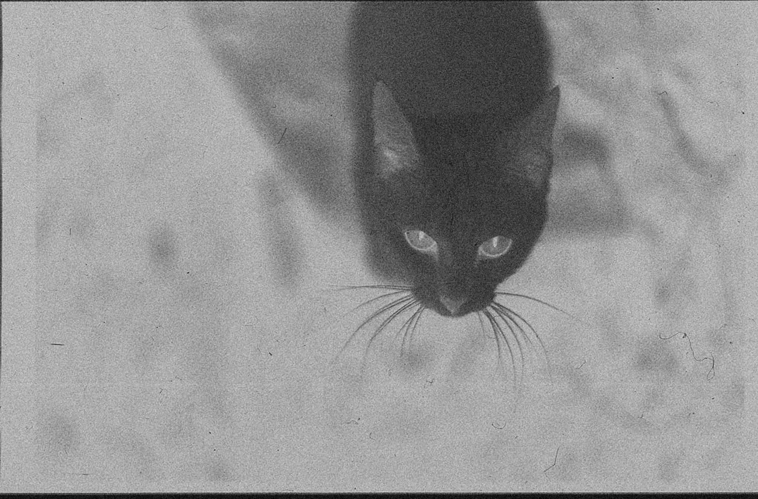 超音波驱猫神器，让你家远离野猫困扰！