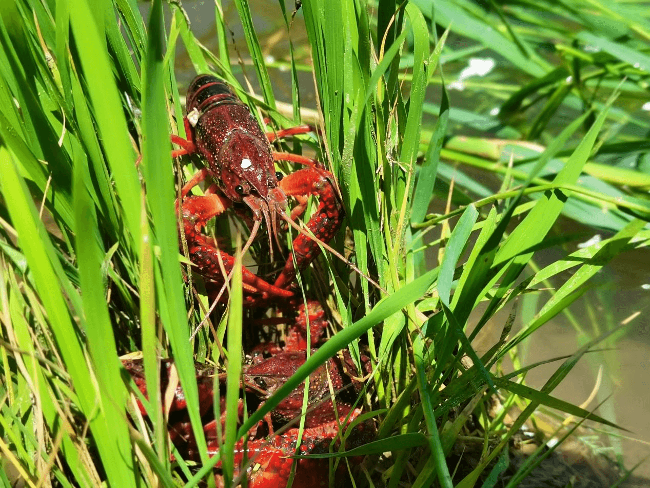 稻田“携手”小龙虾 稻虾共绘好“丰”景