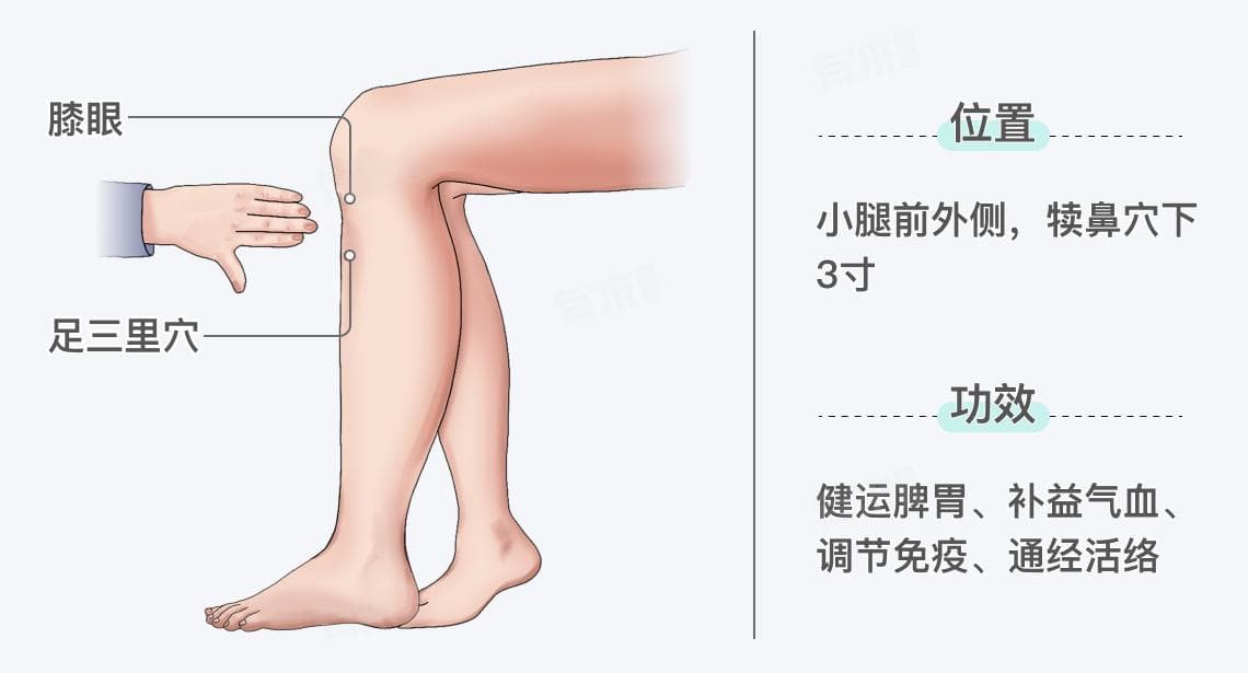 足三里穴：位置、功效与三种实用按摩方法详解