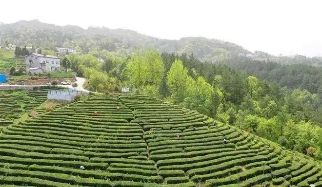 保康松针：千年蒸青绿茶的楚韵传承
