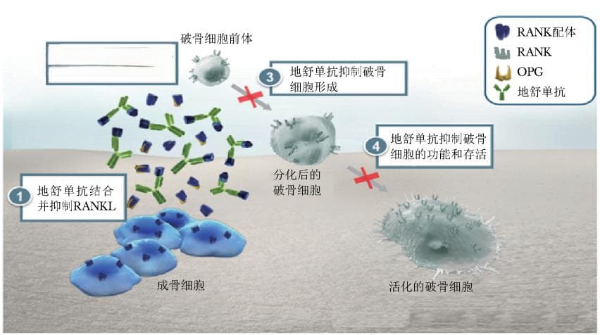 药师说药丨不同规格的地舒单抗，你用对了吗？