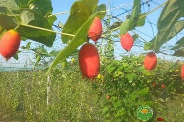 红果参种植技术及管理方法