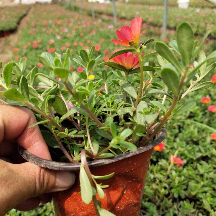 马齿苋和苋菜的区别