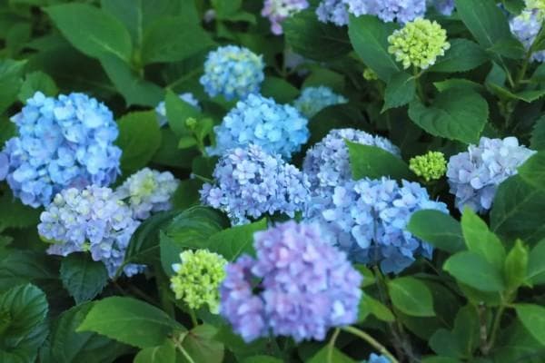 “酸蓝碱红”，绣球花是这样变色的！