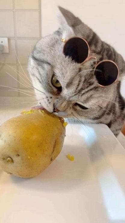 猫与土豆：谨慎的饮食考量
