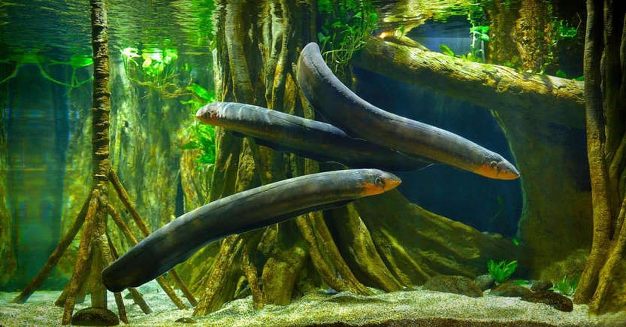 电鳗的“超能力”：肌肉如何变身生物电池？水中高压线的生存智慧