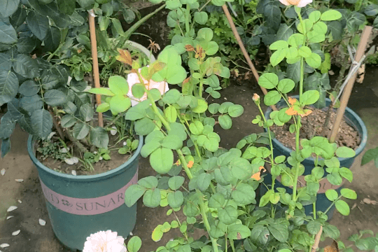 月季花高温下容易有什么病