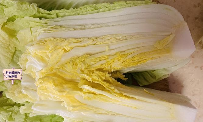 大白菜种植全攻略：从播种到收获的完整指南