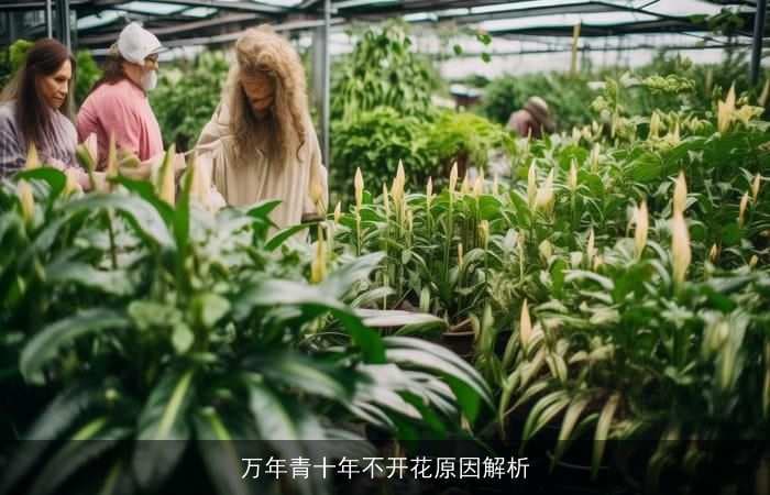 万年青十年不开花原因解析