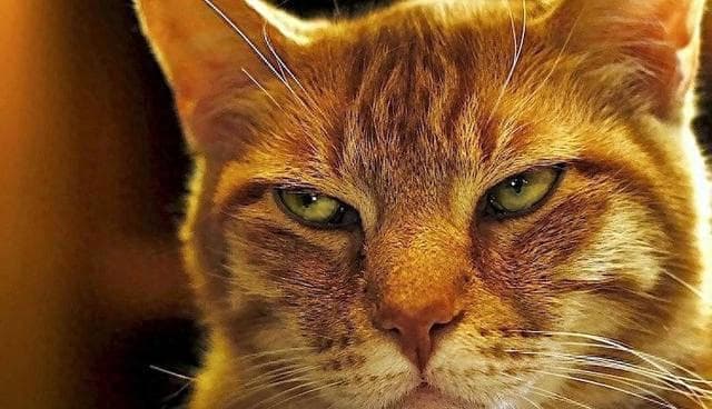 猫咪心理学：掌握这些秘诀，让你的宠物更加依恋你！